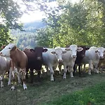 In Auvergne Laval-sur-Doulon