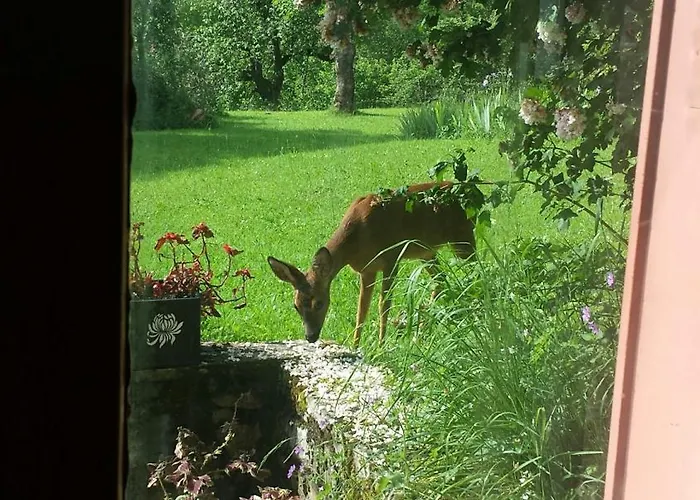 In Auvergne Проживание в семье Laval-sur-Doulon